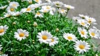 kopretina daisies-1373075 1280